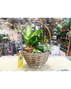 Plant Arrangement in Basket 39 cm
