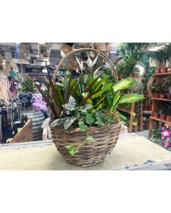 Plant Arrangement in Basket 45 cm