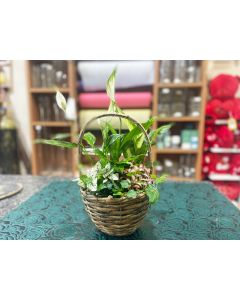 Plant Arrangement in Basket 33 cm