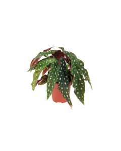Begonia Maculata Wightii