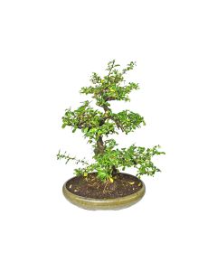 Bonsai Mix 5 Worm