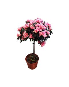 Bonsai rhododendron
