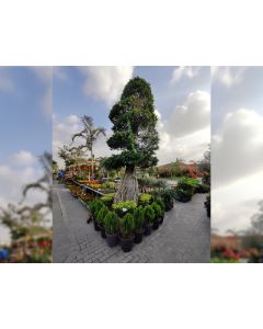 Ficus Bonsai