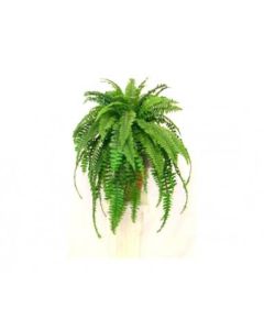 Boston Fern - Nephrolepis Exaltata Green Lady