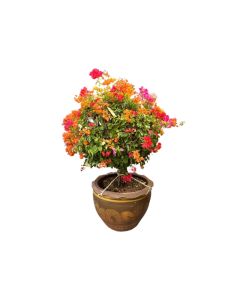 Bougainvillea Ball Shape Big