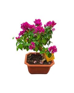 Bougainvillea Bonsai size 40cm approx
