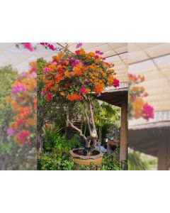 Bougainvillea Mix Color Single Head