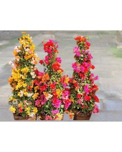 Bougainvillea Mix Cone Shape