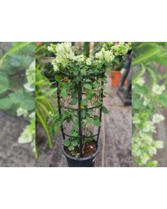 Bougainvillea White