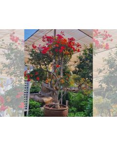 Bougainvillea Multi Color Head