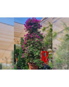 Bougainvillea Singapore Pink Tall