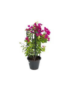 Bougainvillea Nana Red