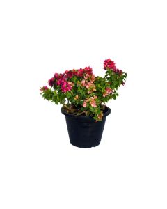 Bougainvillea Pink Pixie Outdoor Shrub