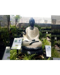 Sitting Buddha