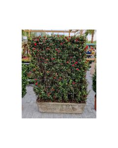 Ixora Chinensis Rectangular