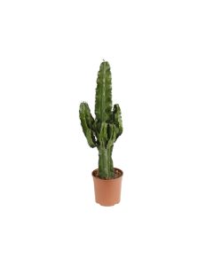 Euphorbia Ingens - Cactus