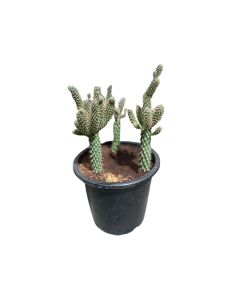 Cactus Mix