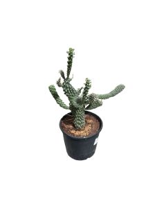 Cactus Mix
