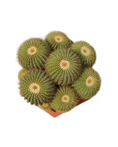 Cactus Multihead "golden barrels"