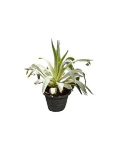 Agave Mix