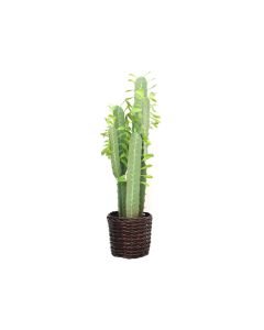 Cactus with Plastic Pot