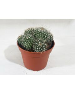 Cactus mix