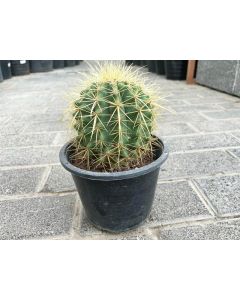 Cactus mix - Outdoor - Small
