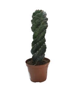 Cereus Florida