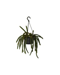 Cactus Hanging
