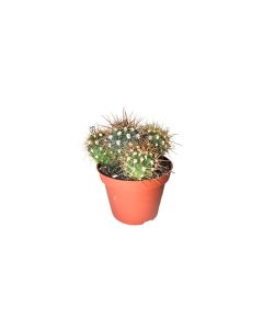 Cactus Mix