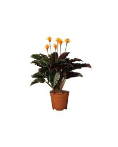 Calathea Crocata