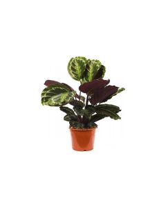 Calathea Mix - Medallion Leaves