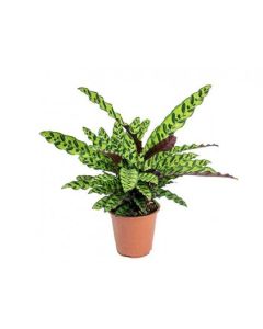 Calathea Mix - Lancifolia Leaves Big