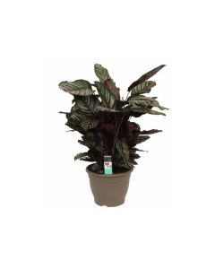 Calathea Mix - Orbifolia