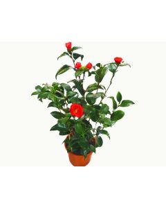 Camellia Japonica size 70cm approx.