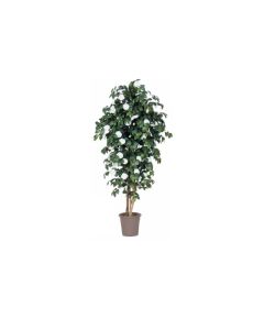 VV Camelia Medium White