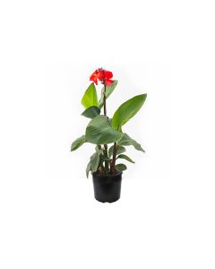 Canna Indica