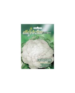 Cauliflower 'di jesi'