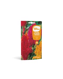 EG Celosia Seeds