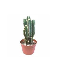 Cereus per Florida - Cactus