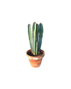 Cereus Forbesii