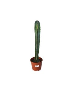 Cereus Peruvianus