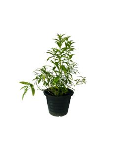 Cestrum Nocturnum 'Queen of the Night'
