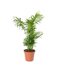 Chamaedorea Elegans