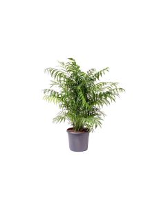 Chamaedorea Elegans 80cm.