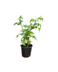 Cherry Tomato