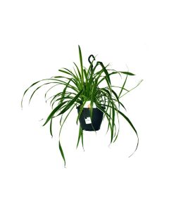 Chlorophytum Vittatum