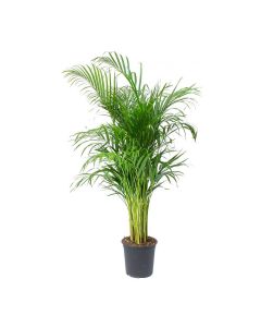 Crysalidocarpus Lutescens
