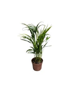 Chrysalidocarpus