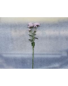 Chrysanthemum Flowers - Per Stem